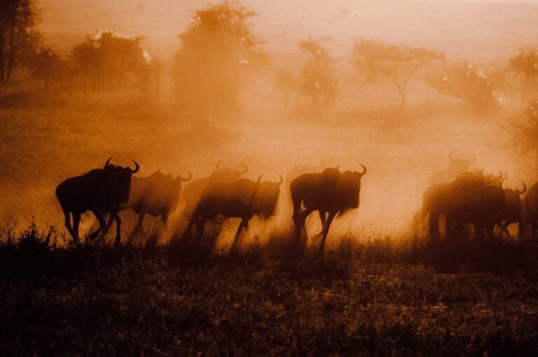 Serengeti National Park - Kogatende Serengeti Safaris