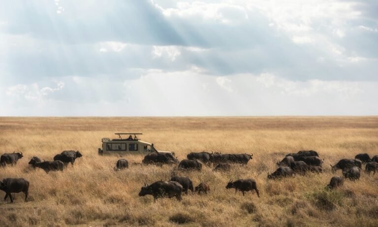 Tanzania Safari Destinations - Mnava Tour and Safaris